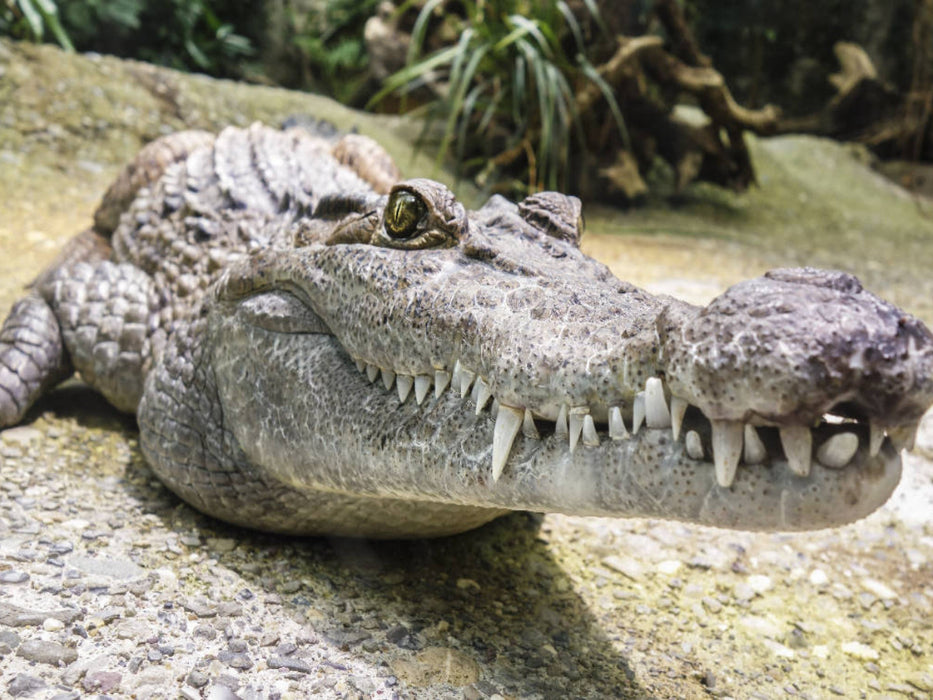 Krokodil - CALVENDO Foto-Puzzle'