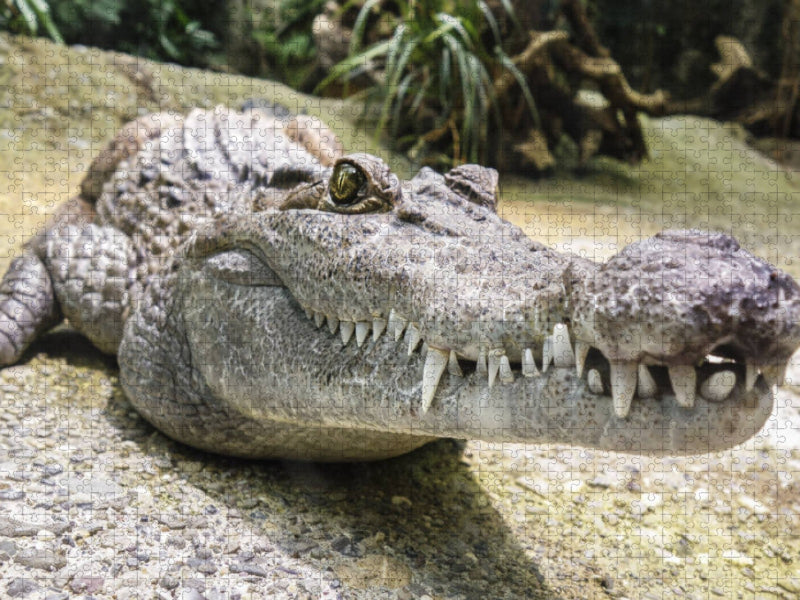 Krokodil - CALVENDO Foto-Puzzle'