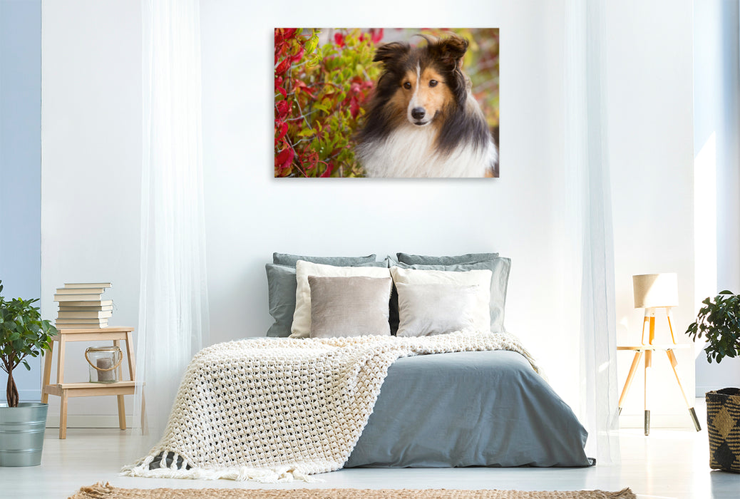 Premium Textil-Leinwand Premium Textil-Leinwand 120 cm x 80 cm quer Ein Motiv aus dem Kalender SHELTIES Liebe auf 4 Pfoten