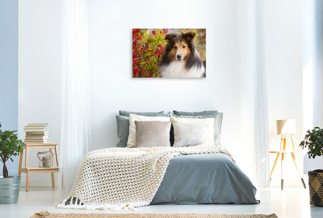 Premium Textil-Leinwand Premium Textil-Leinwand 120 cm x 80 cm quer Ein Motiv aus dem Kalender SHELTIES Liebe auf 4 Pfoten