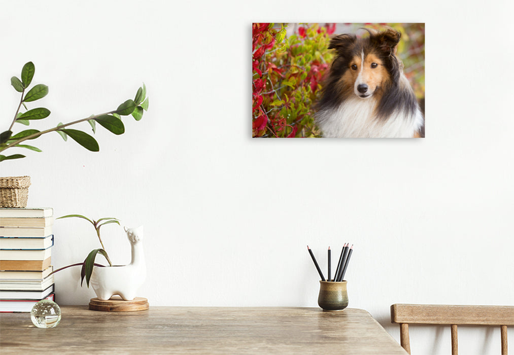 Premium Textil-Leinwand Premium Textil-Leinwand 120 cm x 80 cm quer Ein Motiv aus dem Kalender SHELTIES Liebe auf 4 Pfoten