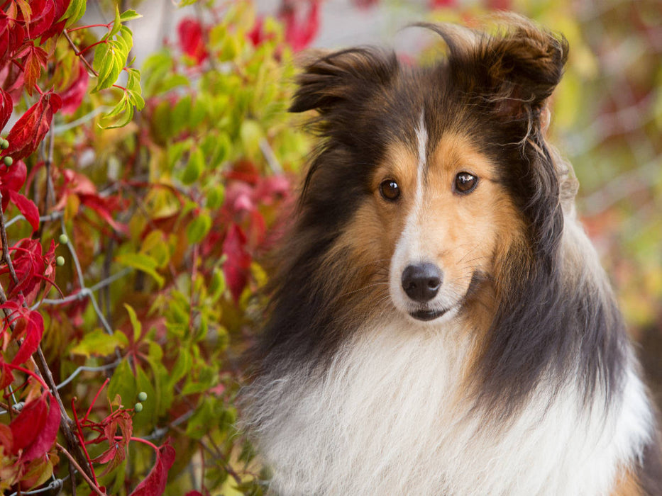 Ein Motiv aus dem Kalender SHELTIES Liebe auf 4 Pfoten - CALVENDO Foto-Puzzle'