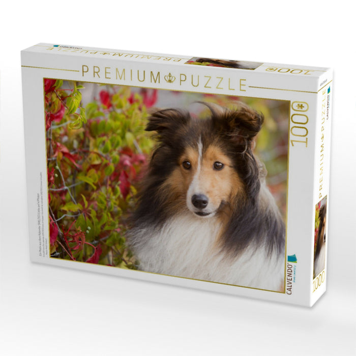 Ein Motiv aus dem Kalender SHELTIES Liebe auf 4 Pfoten - CALVENDO Foto-Puzzle'