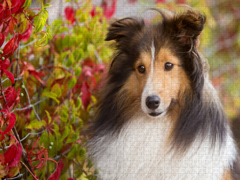 Ein Motiv aus dem Kalender SHELTIES Liebe auf 4 Pfoten - CALVENDO Foto-Puzzle'