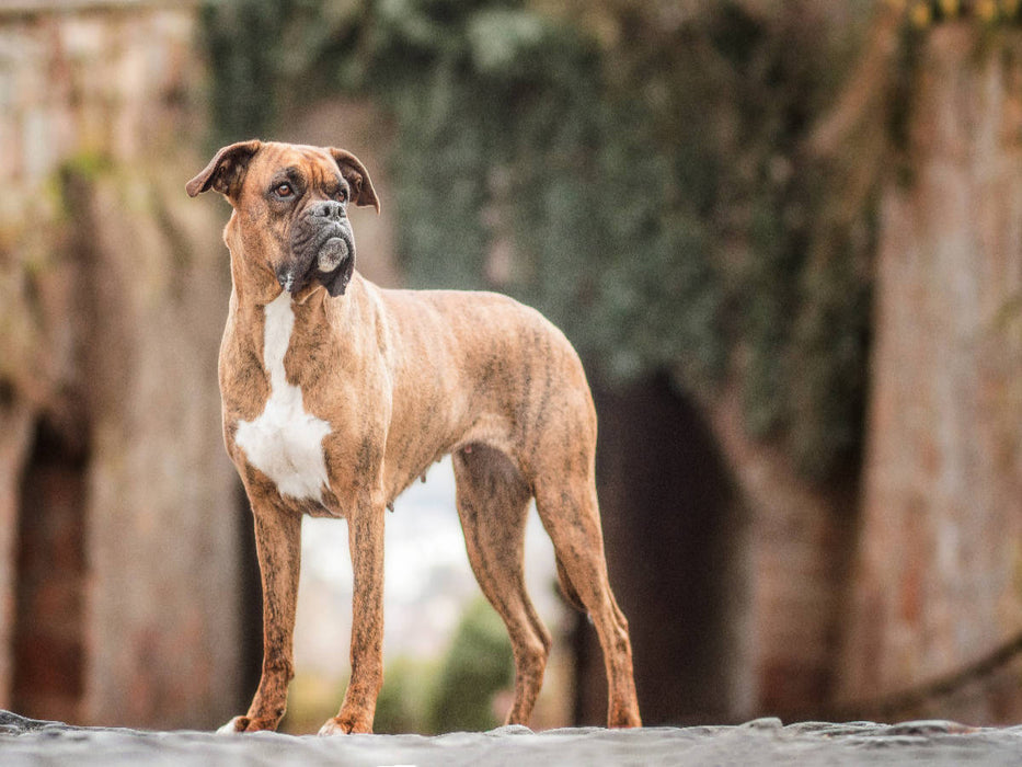 Chili (Boxer) - CALVENDO Foto-Puzzle'