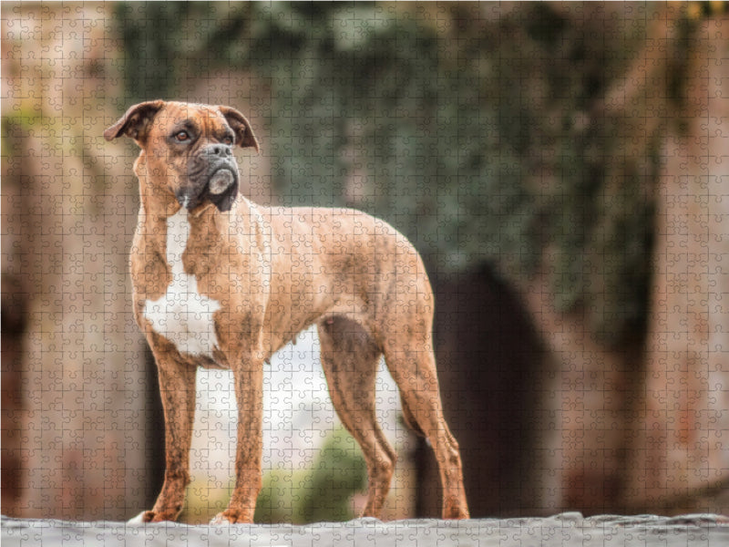 Chili (Boxeur) - Puzzle photo CALVENDO 