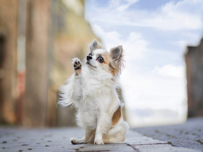 Paul (Chihuahua) 1000 Teile Puzzle quer - CALVENDO Foto-Puzzle'