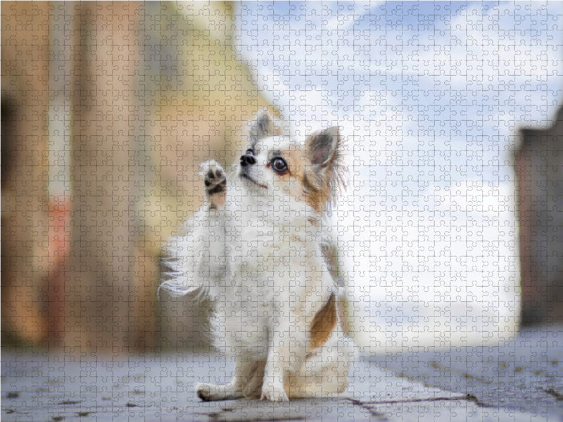 Paul (Chihuahua) 1000 Teile Puzzle quer - CALVENDO Foto-Puzzle'