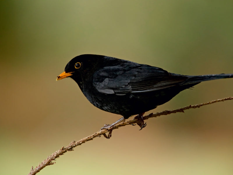 INNE BOTANIK - Birds in the Ruhr area - CALVENDO photo puzzle 