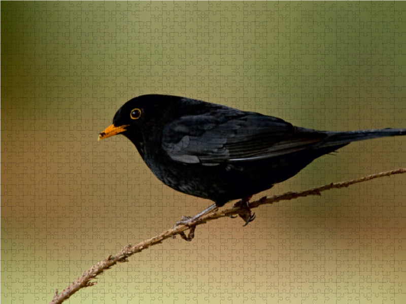INNE BOTANIK - Birds in the Ruhr area - CALVENDO photo puzzle 