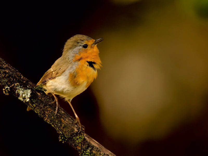 Robin - CALVENDO photo puzzle 