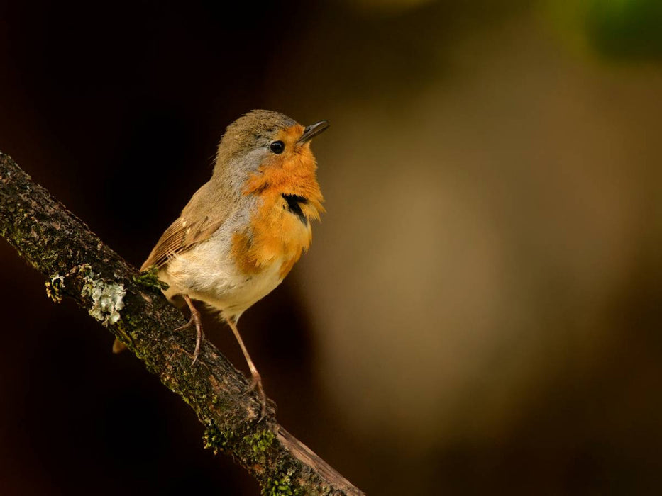 Robin - CALVENDO photo puzzle 