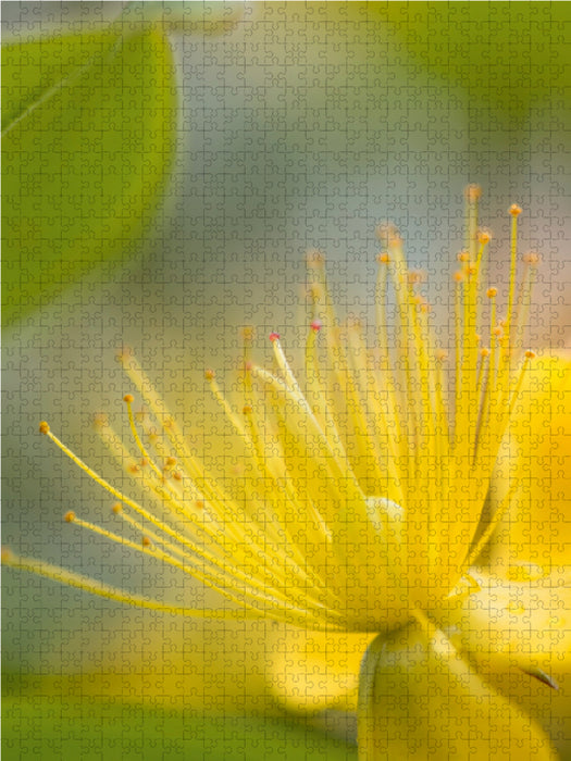 Gelber Blütentraum 1000 Teile Puzzle hoch - CALVENDO Foto-Puzzle'