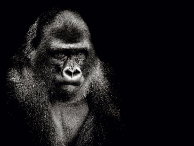 Gorilla 1000 Teile Puzzle quer - CALVENDO Foto-Puzzle'