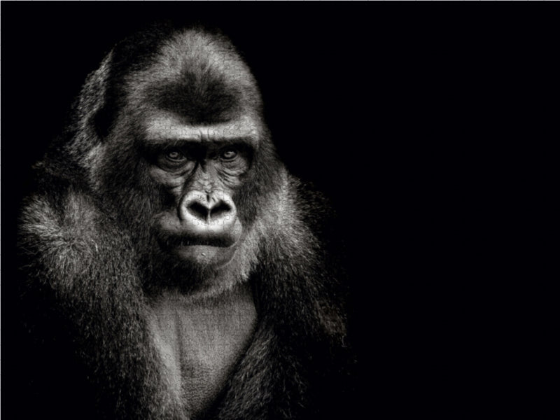 Gorilla 1000 Teile Puzzle quer - CALVENDO Foto-Puzzle'
