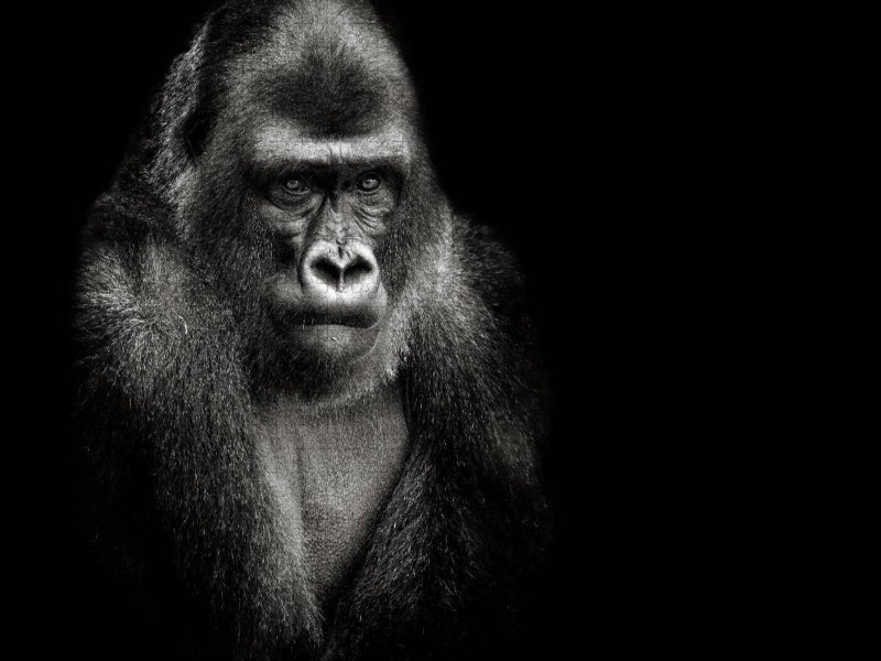 Gorilla - CALVENDO Foto-Puzzle'