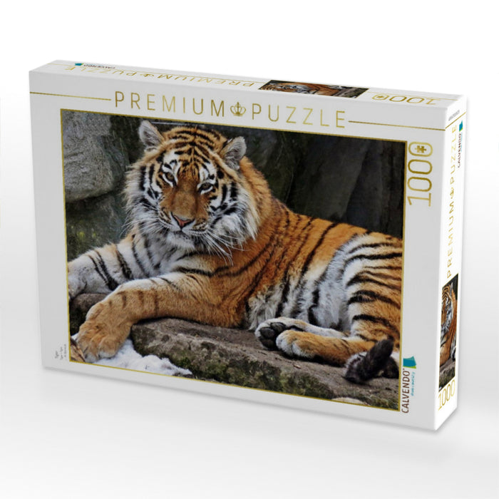 Tiger - CALVENDO Foto-Puzzle'