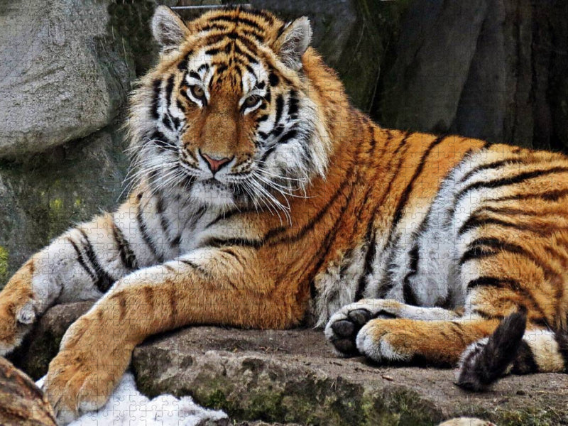 Tiger - CALVENDO Foto-Puzzle'