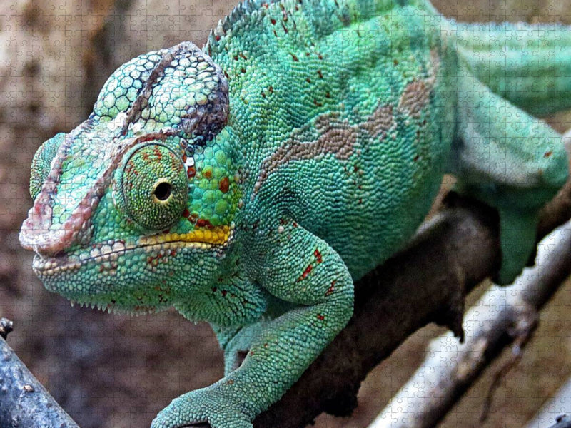 Chamäleon - CALVENDO Foto-Puzzle'