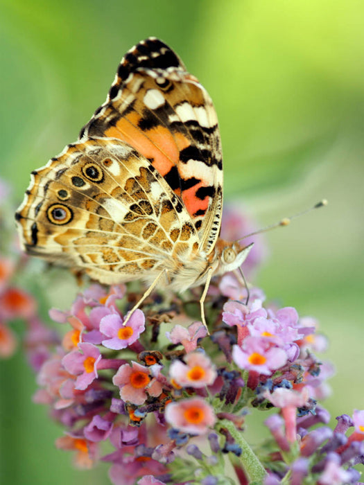 Distelfalter auf Sommerflieder - CALVENDO Foto-Puzzle'