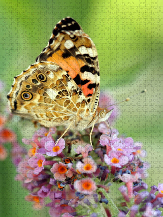 Distelfalter auf Sommerflieder - CALVENDO Foto-Puzzle'