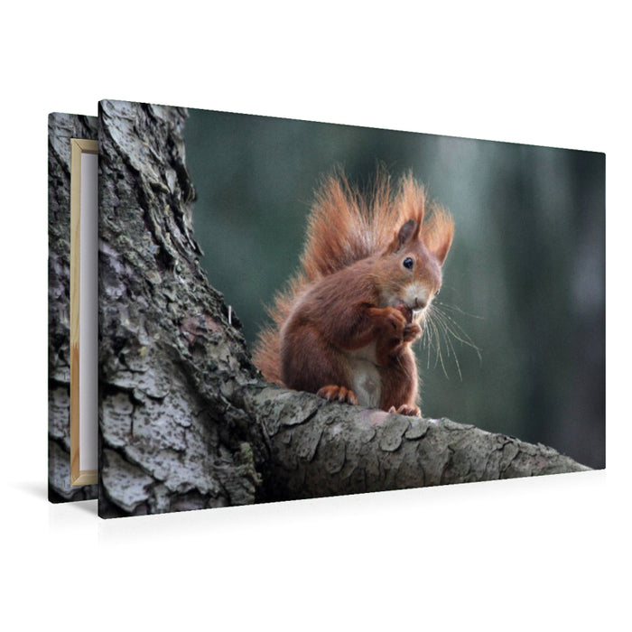 Premium Textil-Leinwand Eichhörnchen