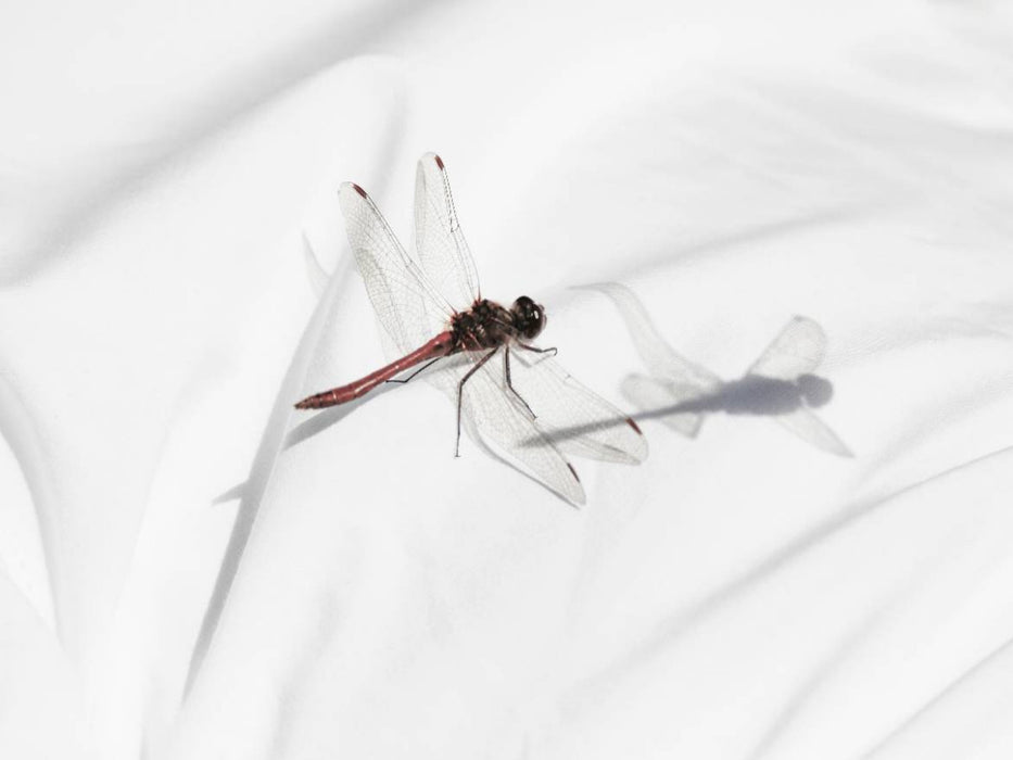 Libelle - CALVENDO Foto-Puzzle'