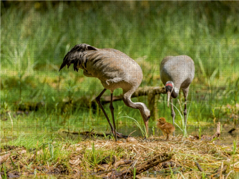 Altvögel mit 1. Küken und angepicktem Ei 1000 Teile Puzzle quer - CALVENDO Foto-Puzzle'