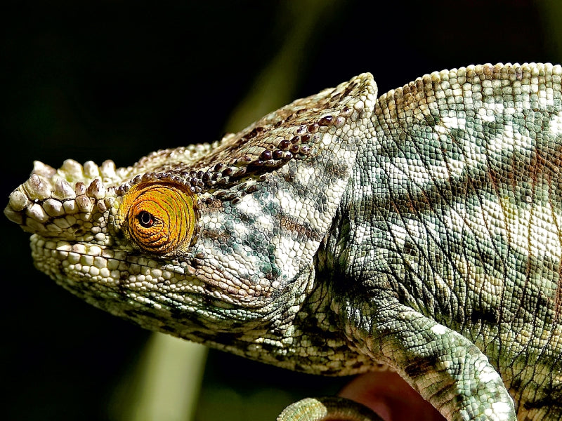 Parsons Chameleon - CALVENDO photo puzzle 
