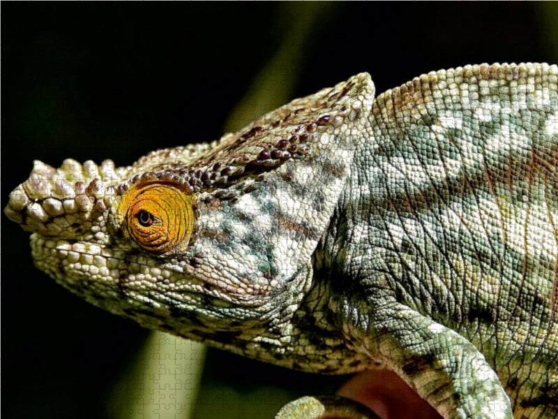 Parsons Chameleon - CALVENDO photo puzzle 