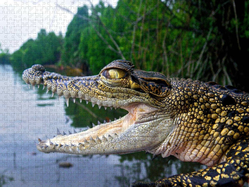 Sri Lanka Krokodil - CALVENDO Foto-Puzzle'