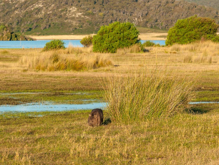 Wombat im Narawntapu NP - CALVENDO Foto-Puzzle'