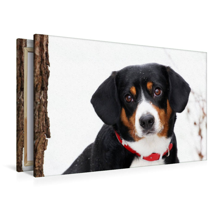 Premium Textil-Leinwand Entlebucher Sennenhund