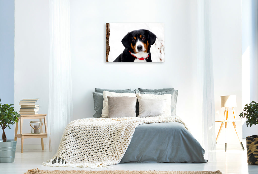 Premium Textil-Leinwand Premium Textil-Leinwand 120 cm x 80 cm quer Entlebucher Sennenhund