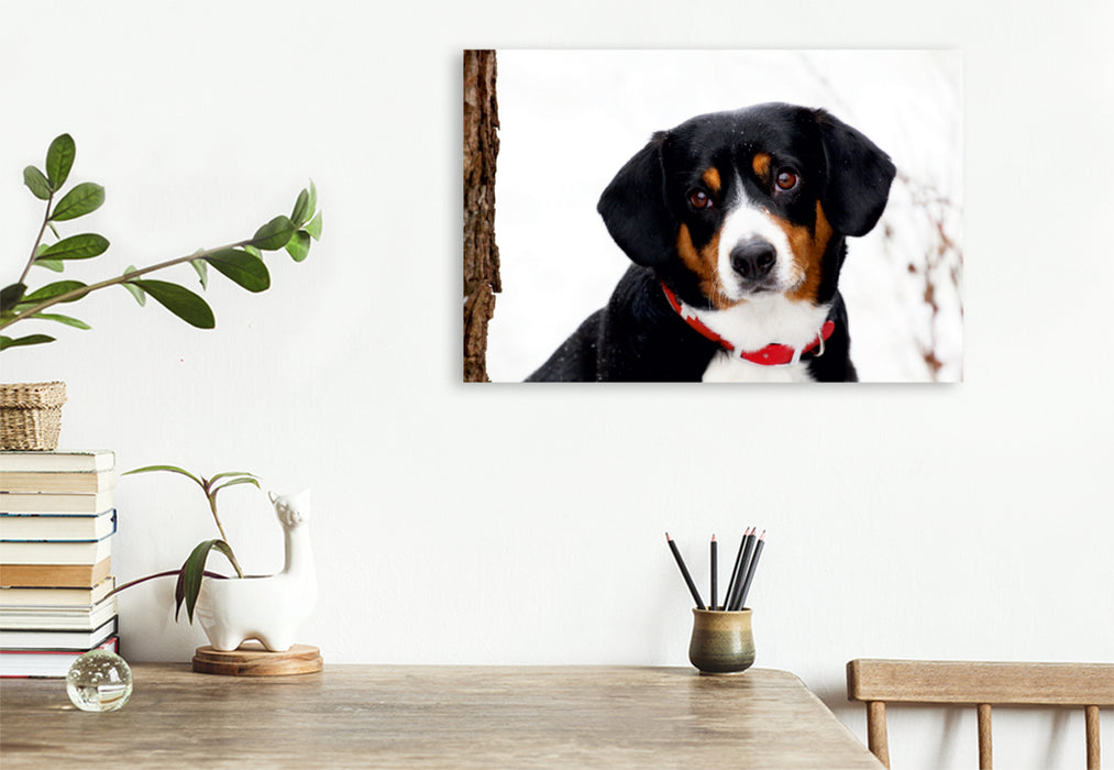 Premium Textil-Leinwand Premium Textil-Leinwand 120 cm x 80 cm quer Entlebucher Sennenhund