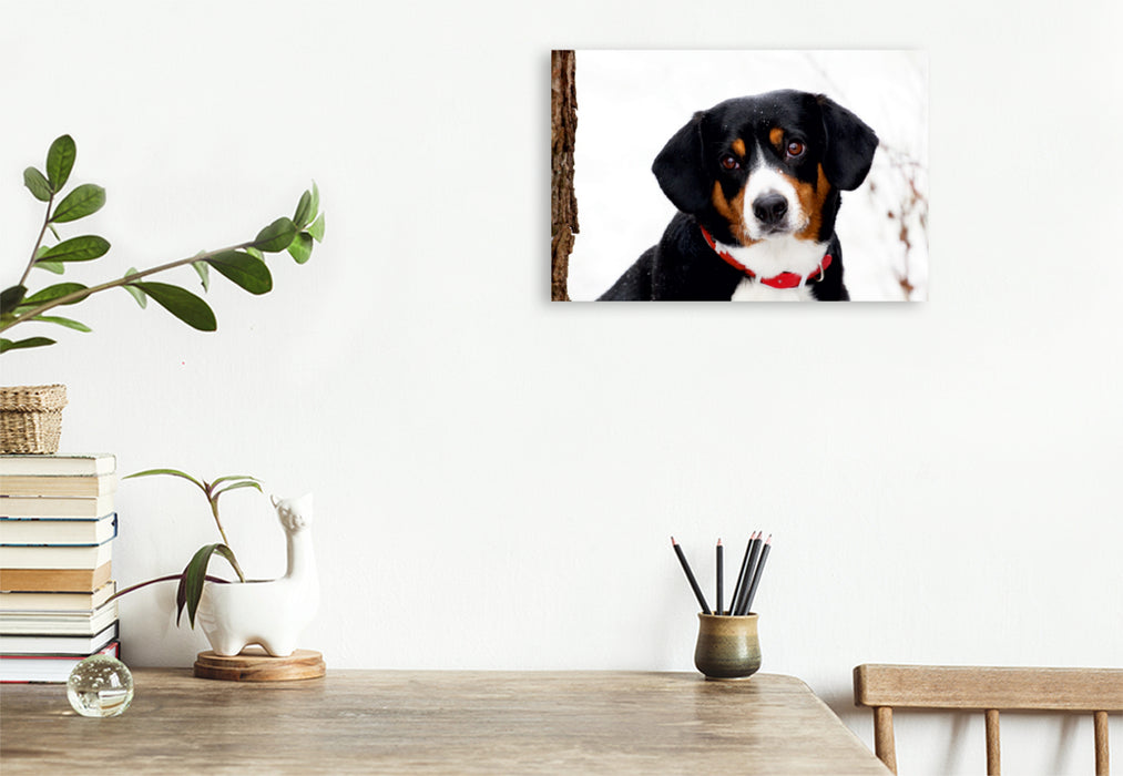 Premium Textil-Leinwand Premium Textil-Leinwand 120 cm x 80 cm quer Entlebucher Sennenhund