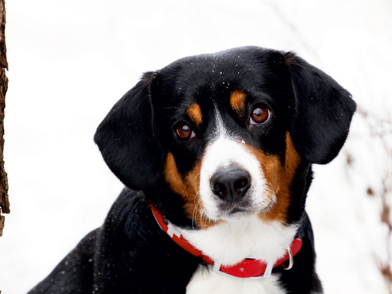 Entlebucher Sennenhund 1000 Teile Puzzle quer - CALVENDO Foto-Puzzle'