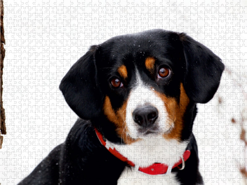Entlebucher Sennenhund 1000 Teile Puzzle quer - CALVENDO Foto-Puzzle'