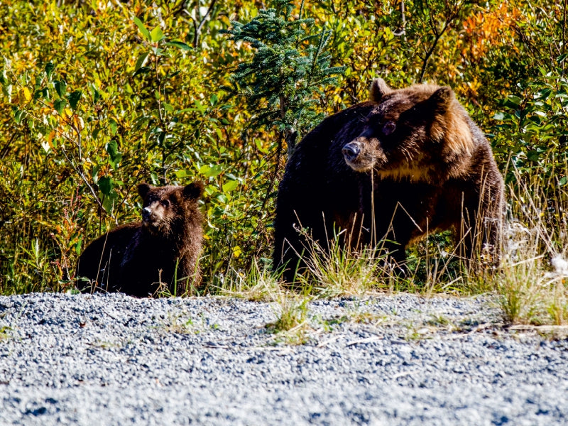Grizzlies on the side of the road - CALVENDO photo puzzle
