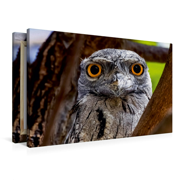 Toile textile haut de gamme Toile textile haut de gamme 120 cm x 80 cm paysage Hirondelle hibou (Podargus strigoides) 