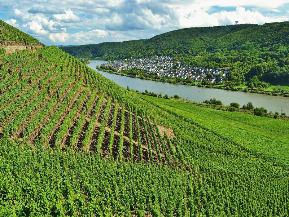 Weinberg in Winningen an der Mosel - CALVENDO Foto-Puzzle'