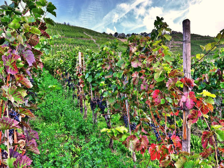 Rotweinreben an der Mosel - CALVENDO Foto-Puzzle'