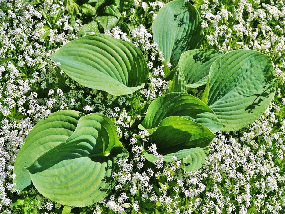 Hosta 'Big Daddy' umgeben von Waldmeister - CALVENDO Foto-Puzzle'