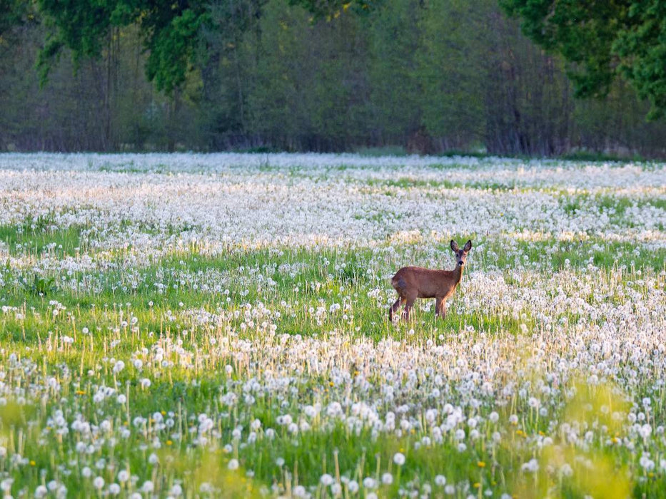 Reh - CALVENDO Foto-Puzzle'