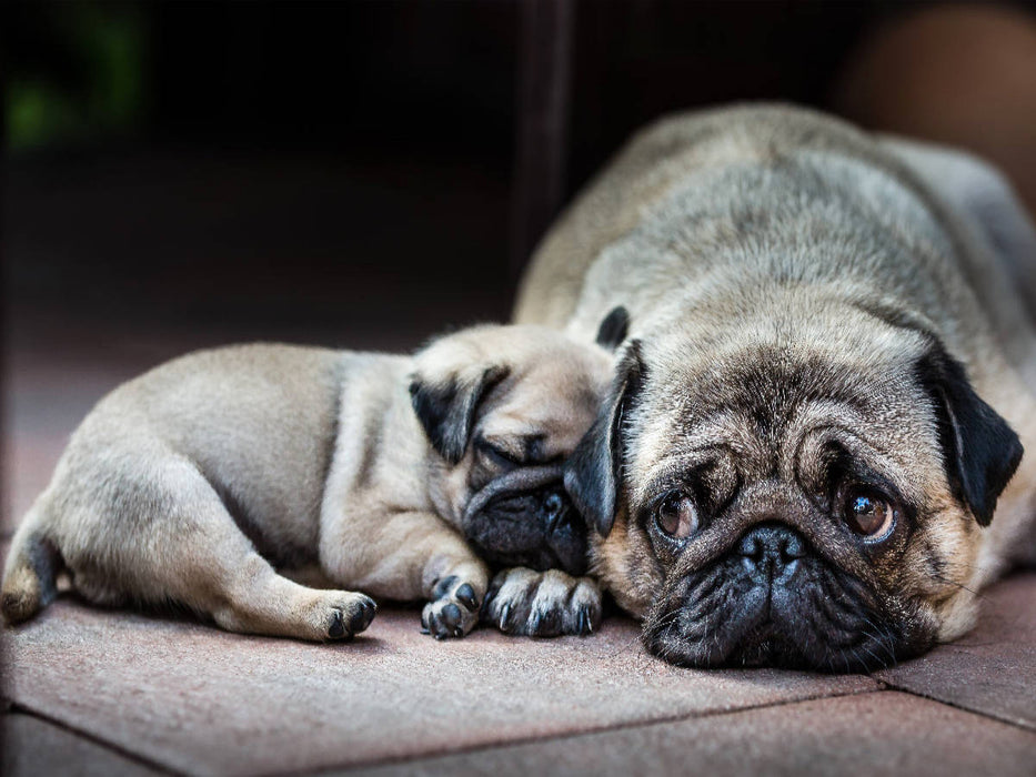 Meine Mama - CALVENDO Foto-Puzzle'