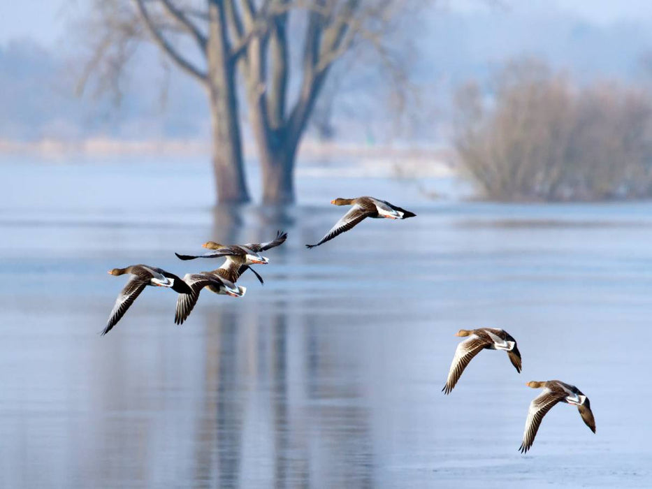 Gänseflug - CALVENDO Foto-Puzzle'