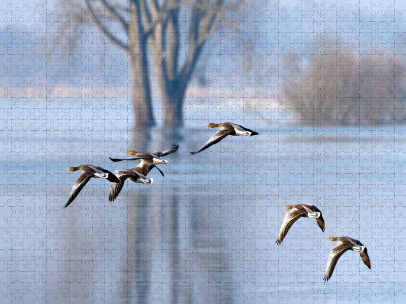 Gänseflug - CALVENDO Foto-Puzzle'