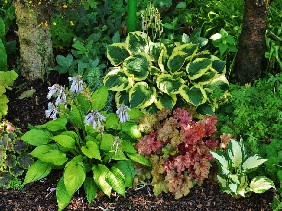 Hosta 'June Fever', 'Twilight', 'Fire and Ice' mit Heuchera - CALVENDO Foto-Puzzle'