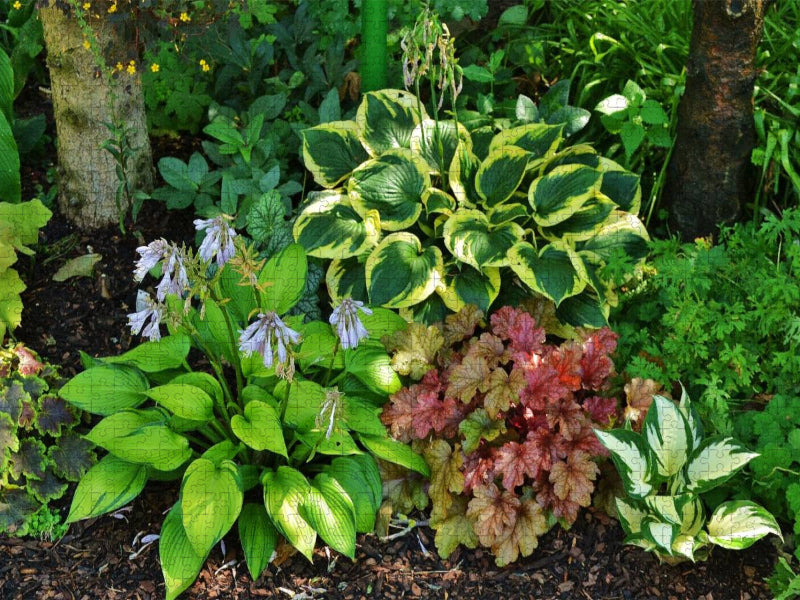 Hosta 'June Fever', 'Twilight', 'Fire and Ice' mit Heuchera - CALVENDO Foto-Puzzle'