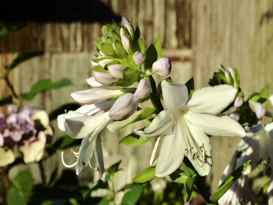Dufthosta 'Fragrant Bouquet' - CALVENDO Foto-Puzzle'